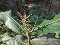 Hedychium gardnerianum