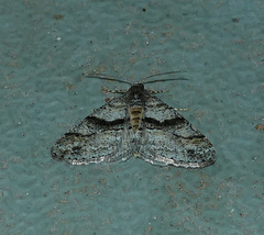 Prionomelia spododea