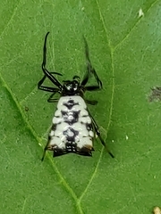 Micrathena saccata