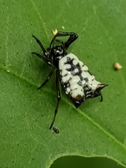 Micrathena saccata
