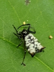 Micrathena saccata