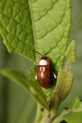 Asphaera chontalensis