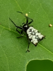 Micrathena saccata