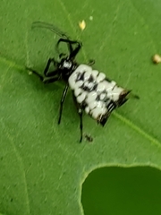 Micrathena saccata