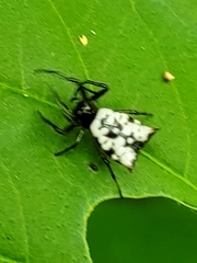 Micrathena saccata