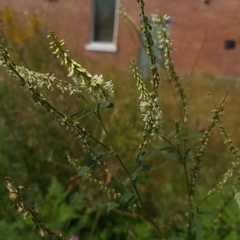 Magnoliopsida
