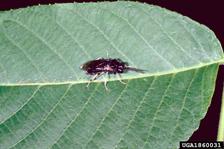 Butternut Woollyworm Sawfly