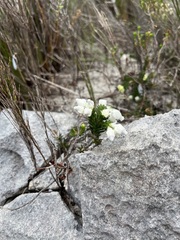 Erica calcareophila