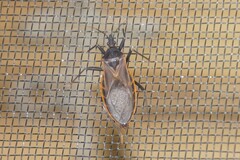 Triatoma rubida