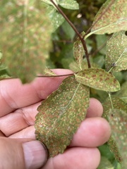 Triphragmium ulmariae