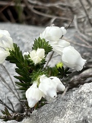 Erica calcareophila