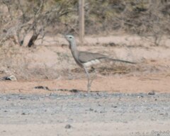 Chunga burmeisteri
