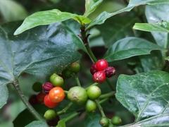 Psychotria carthagenensis