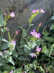 Epilobium glaberrimum