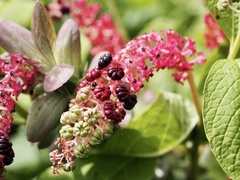 Phytolacca acinosa