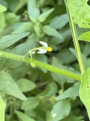 Solanum emulans