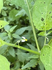 Solanum emulans