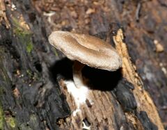 Entoloma undatum