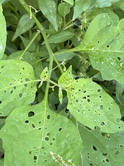 Solanum emulans