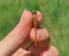 Sympetrum tibiale