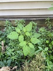 Solanum emulans