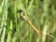 Sympetrum tibiale