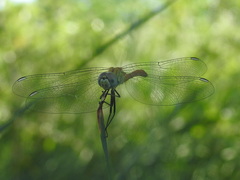 Sympetrum tibiale