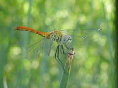 Sympetrum tibiale