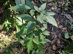 Allophylus edulis