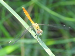 Sympetrum tibiale