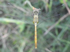 Sympetrum tibiale