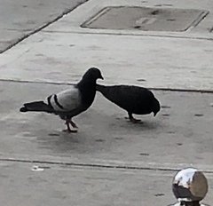 Columba livia