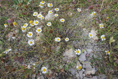Anthemis cretica