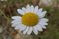 Anthemis cretica