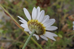 Anthemis cretica