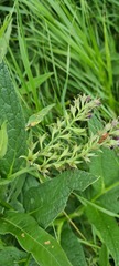 Symphytum officinale