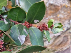 Acokanthera oppositifolia