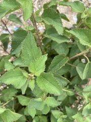 Acalypha californica