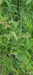 Symphytum officinale