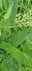 Symphytum officinale