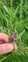 Symphytum officinale