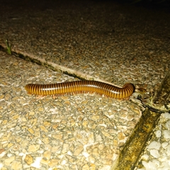 Thyropygus allevatus