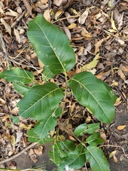 Ficus ingens