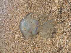 Rhizostoma pulmo