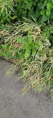 Brassica rapa