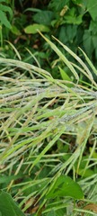 Brassica rapa