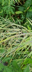 Brassica rapa