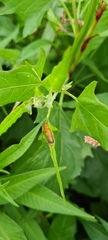 Rhagonycha fulva