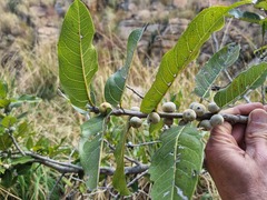 Ficus ingens