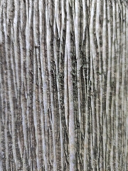 Syagrus romanzoffiana